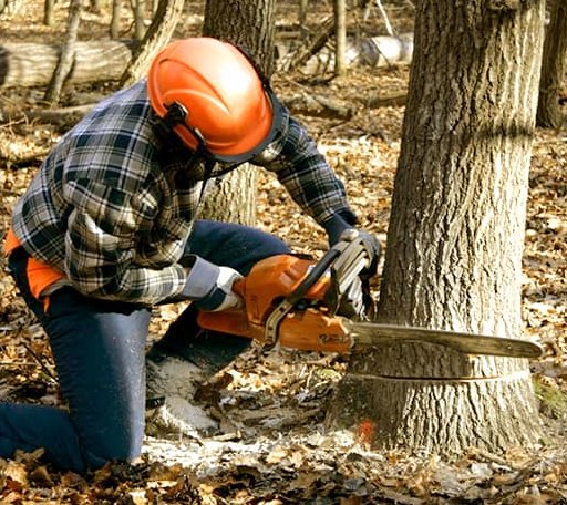 Tree Removal in Brentwood, MD